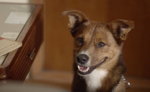 O homem e o cão