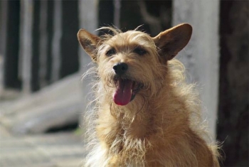 Pulguento conta sua hist&oacute;ria 